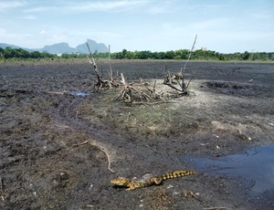 Crime ambiental na Barra: Iguá despeja esgoto sem tratamento no mar durante obras