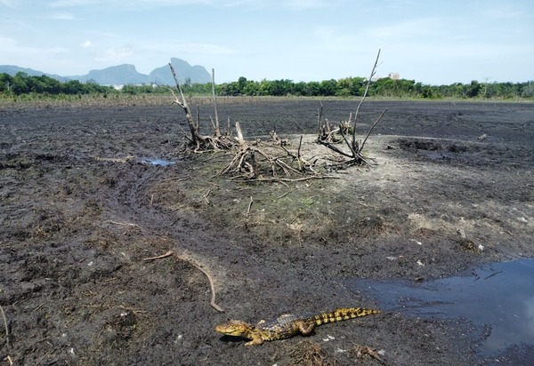 Crime ambiental na Barra: Iguá despeja esgoto sem tratamento no mar durante obras
