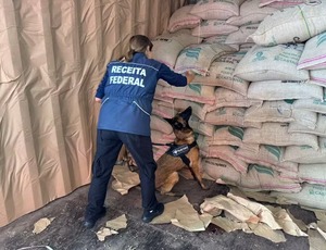 Cães farejadores desvendam esquema de duas toneladas de cocaína escondida em café no Porto do Rio