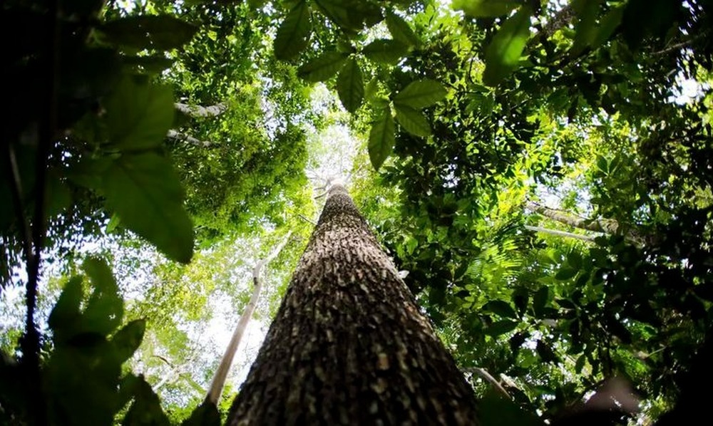 Fundo Amazônia tem melhor semestre da história com R$ 1 bilhão em aprovações
