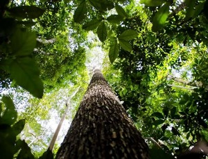 Fundo Amazônia tem melhor semestre da história com R$ 1 bilhão em aprovações