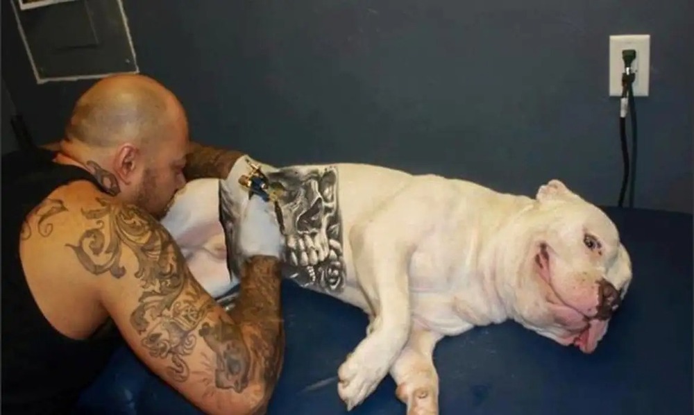 Lula sanciona lei que proíbe tatuagens e piercings em cães e gatos