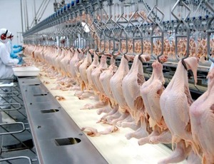 Brasil retoma status de país livre da gripe aviária e mira recuperação de mercados globais