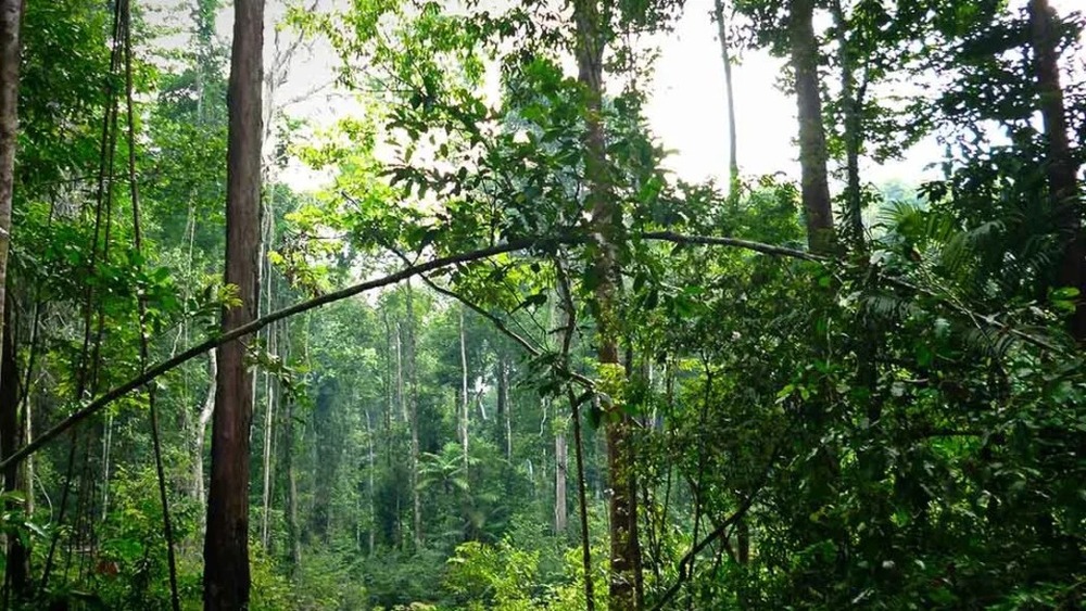 Mais da metade dos créditos de carbono da Amazônia está ‘contaminada’ pela mineração