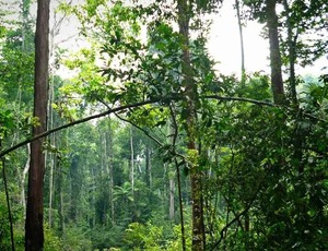 Mais da metade dos créditos de carbono da Amazônia está ‘contaminada’ pela mineração