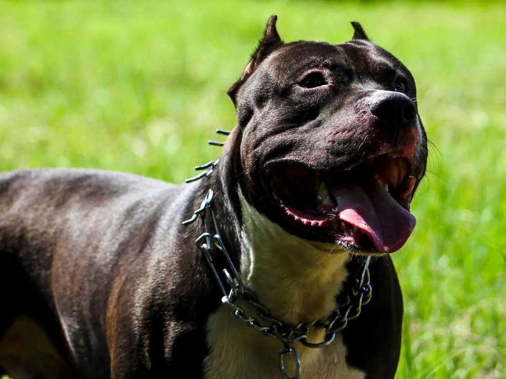 Decreto de Jorginho Mello contra pit bulls em Santa Catarina: Medida radical ou necessária para segurança pública?