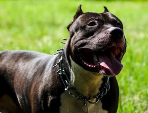 Decreto de Jorginho Mello contra pit bulls em Santa Catarina: Medida radical ou necessária para segurança pública?