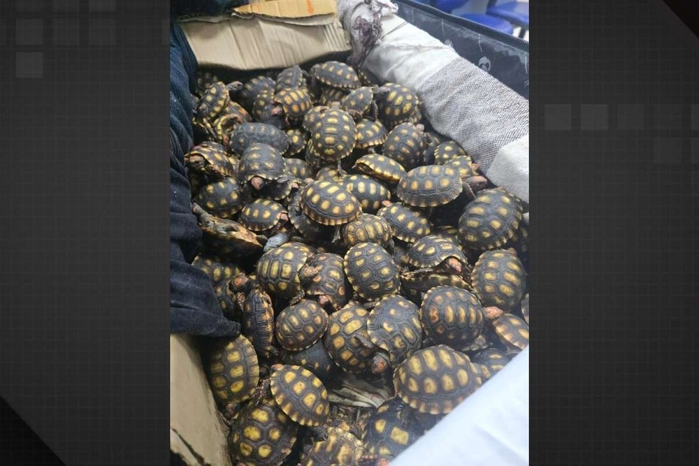 PRF flagra homem com 600 filhotes de jabutis em ônibus