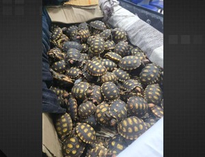 PRF flagra homem com 600 filhotes de jabutis em ônibus