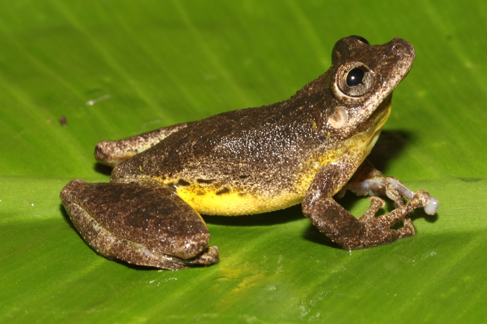 Científicos descubren nueva especie de rana en la Amazonía peruana