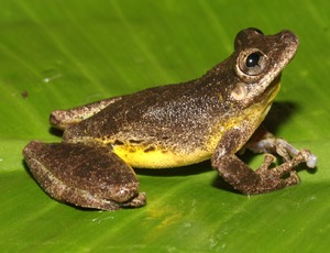 Científicos descubren nueva especie de rana en la Amazonía peruana