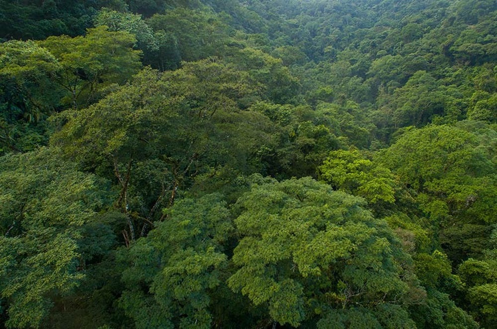 Foi vetada a retirada da Mata Atlântica do regime de proteção especial para supressão de floresta nativa
