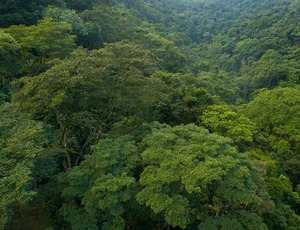 Foi vetada a retirada da Mata Atlântica do regime de proteção especial para supressão de floresta nativa