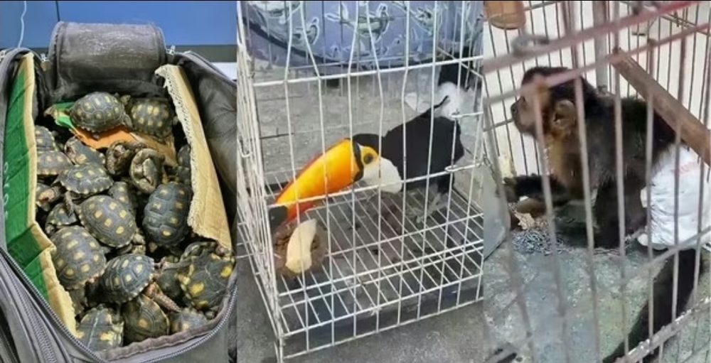 Operação São Francisco: Delegado André Prates faz maior operação contra tráfico de animais do país
