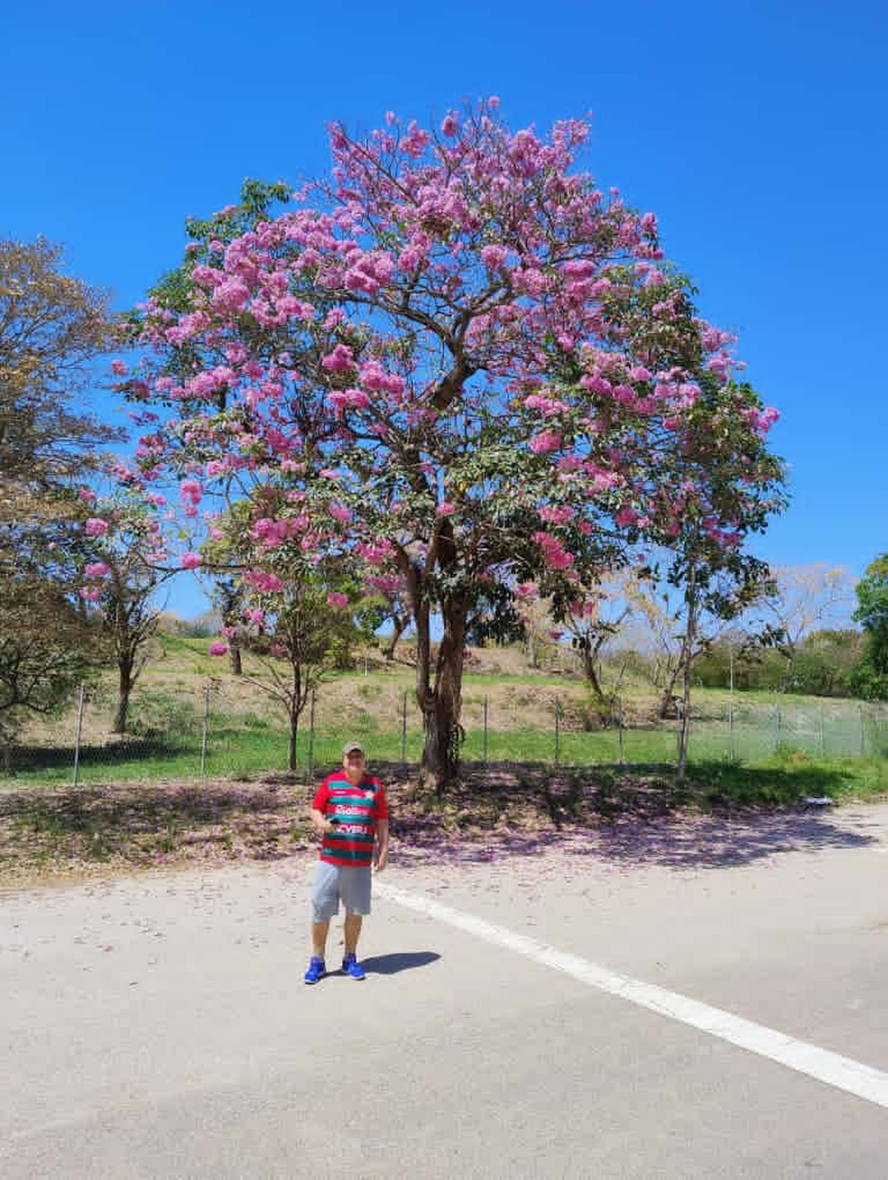 Ipês em flor transformam paisagem da Ilha do Governador e inspiram ação ambiental