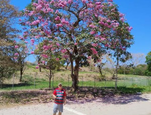 Ipês em flor transformam paisagem da Ilha do Governador e inspiram ação ambiental