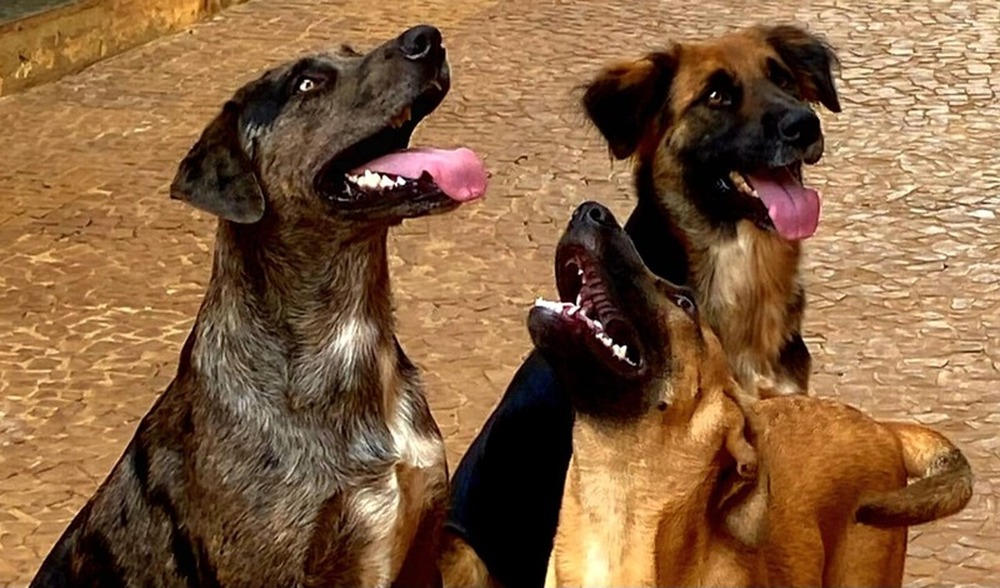 ONG Aliança com a Vida transforma amor pelos animais em mais de uma década de resgates e adoções responsáveis