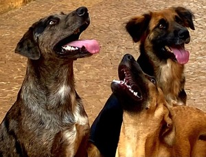 ONG Aliança com a Vida transforma amor pelos animais em mais de uma década de resgates e adoções responsáveis