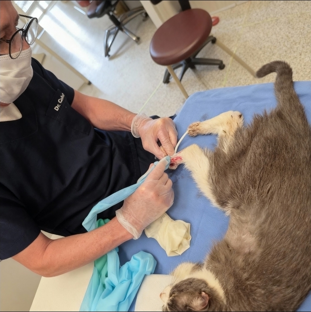 Surto de doença fúngica em gatos ameaça saúde pública e traz riscos para tutores de Pets e profissionais da área veterinária