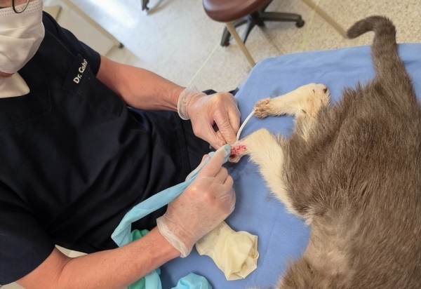 Surto de doença fúngica em gatos ameaça saúde pública e traz riscos para tutores de Pets e profissionais da área veterinária