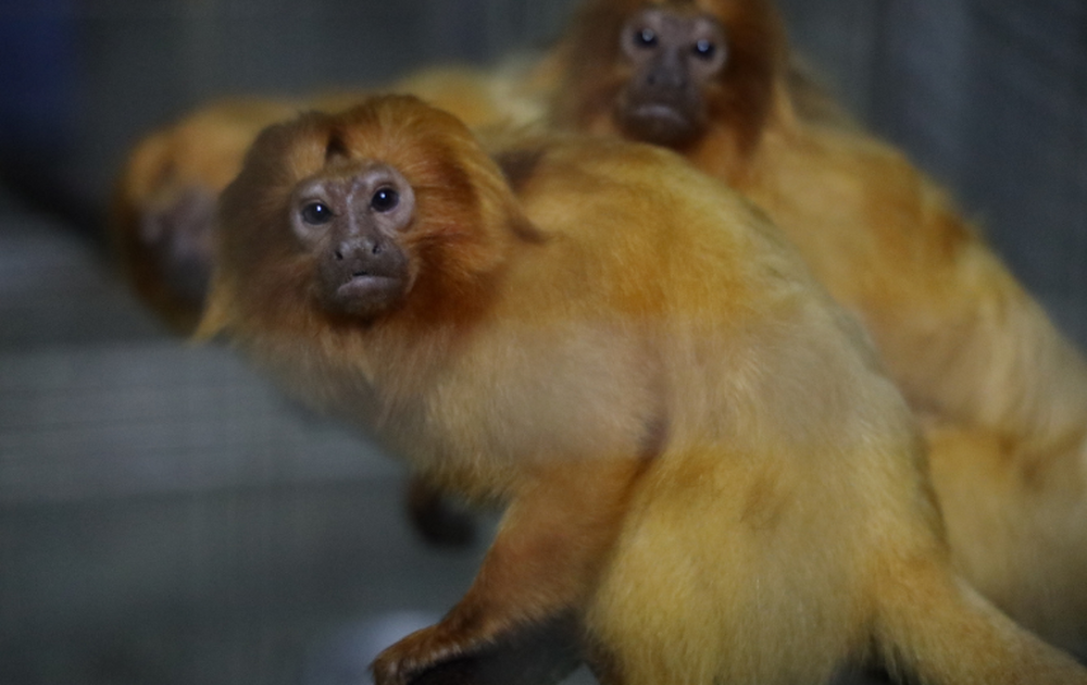 Baixada Fluminense — Micos-leões-dourados dopados em meias expõem o submundo cruel do tráfico de fauna