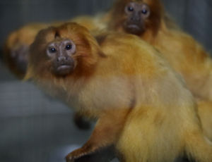 Baixada Fluminense — Micos-leões-dourados dopados em meias expõem o submundo cruel do tráfico de fauna