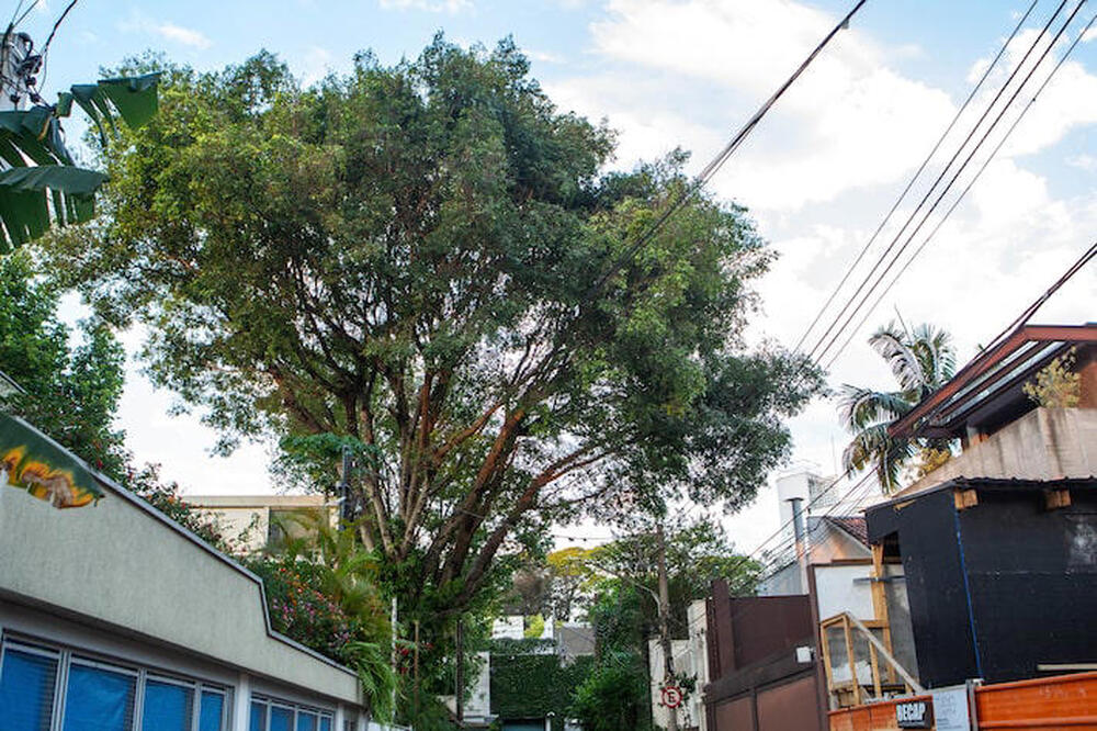 Nova lei sobre poda de árvores escancara a omissão histórica na Região Metropolitana do Rio e na Baixada