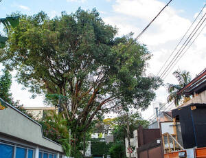 Nova lei sobre poda de árvores escancara a omissão histórica na Região Metropolitana do Rio e na Baixada