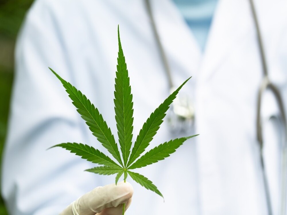 Anvisa discute nesta quarta regras para a produção de cannabis no país