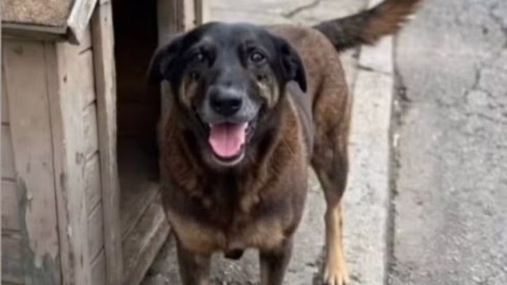 Justiça ordena que redes excluam informações sobre adolescentes suspeitos de matar cão Orelha
