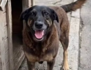 Justiça ordena que redes excluam informações sobre adolescentes suspeitos de matar cão Orelha