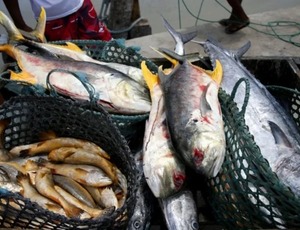 Após consumo de peixe, casos raros da doença de Haff são confirmados no AM