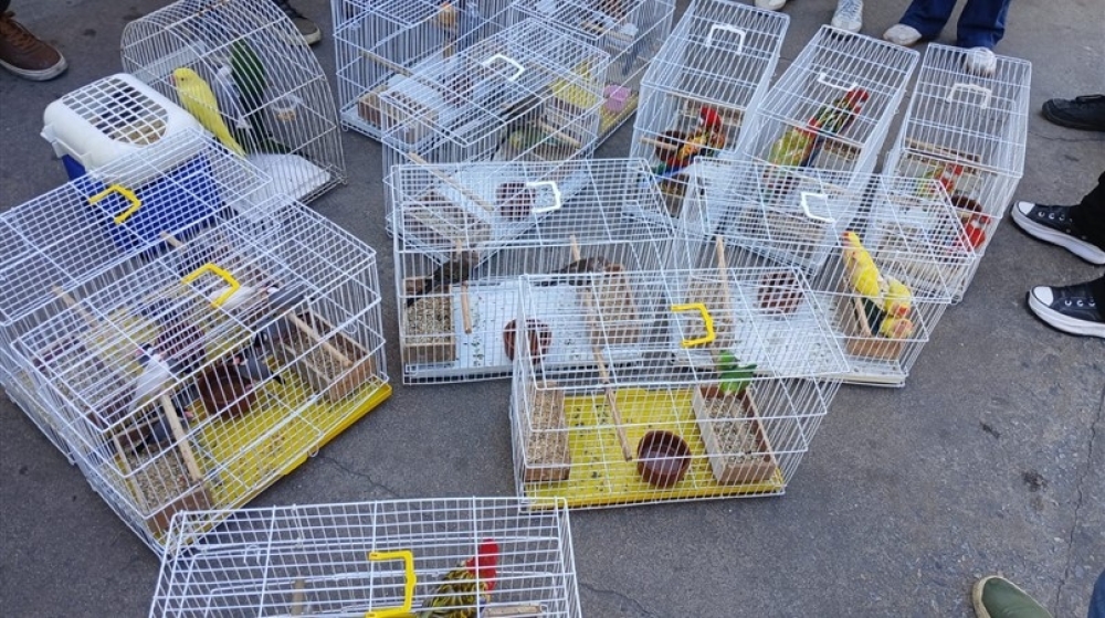 Operação da ALERJ, IBAMA, ICMBIO e governo resgata 50 animais sendo vendidos ilegalmente em feira de Caxias