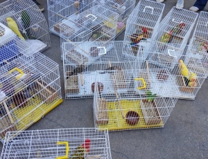Operação da ALERJ, IBAMA, ICMBIO e governo resgata 50 animais sendo vendidos ilegalmente em feira de Caxias