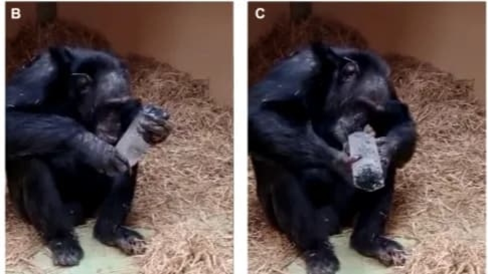 Comportamento de chimpanzés pode explicar por que humanos guardam cristais há 800 mil anos