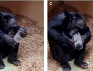 Comportamento de chimpanzés pode explicar por que humanos guardam cristais há 800 mil anos