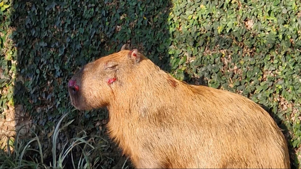 Polícia prende suspeitos de espancar capivara e classifica crime como bárbaro