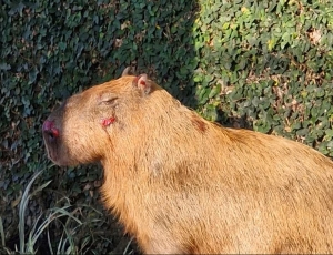 Polícia prende suspeitos de espancar capivara e classifica crime como bárbaro