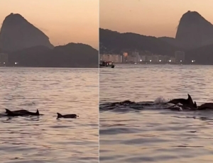 Golfinhos encantam banhistas no Rio e indicam boas condições de praia