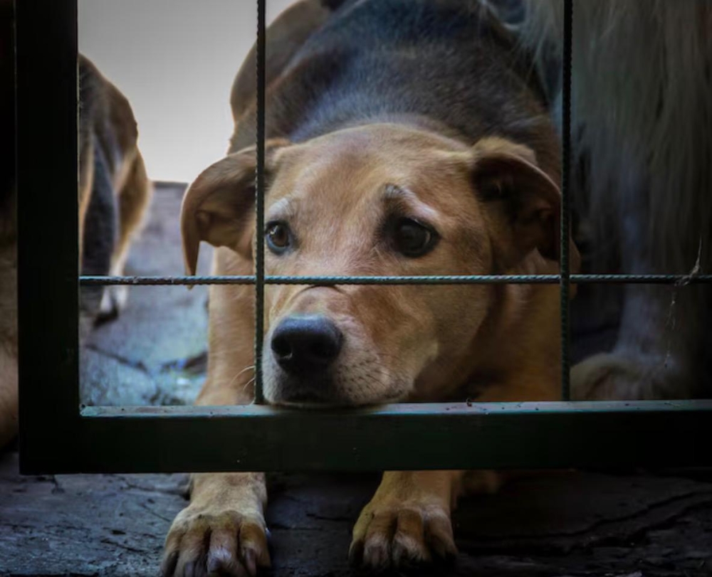 Clínicas veterinárias podem ser obrigadas a denunciar maus-tratos a animais no RJ