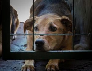 Clínicas veterinárias podem ser obrigadas a denunciar maus-tratos a animais no RJ