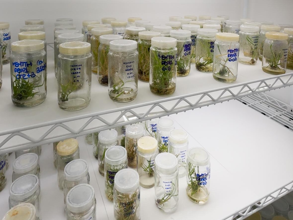 Agricultura ganha aliada da ciência: pesquisa desenvolve plantas mais produtivas e resistentes