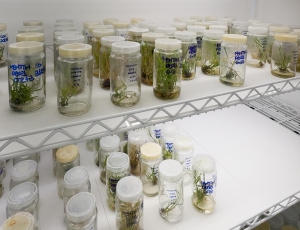 Agricultura ganha aliada da ciência: pesquisa desenvolve plantas mais produtivas e resistentes