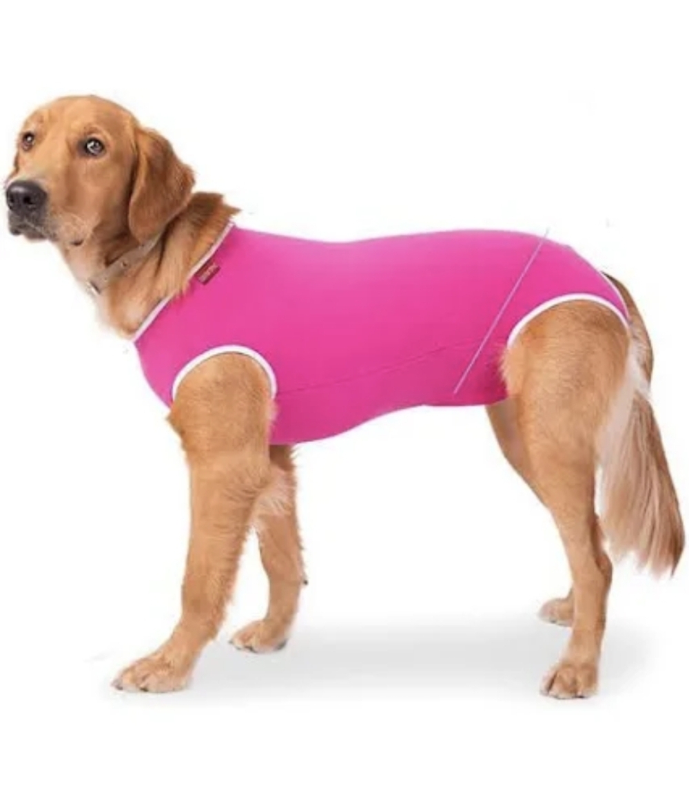 Lei define guarda compartilhada de pets; veja detalhes