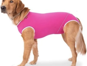 Lei define guarda compartilhada de pets; veja detalhes