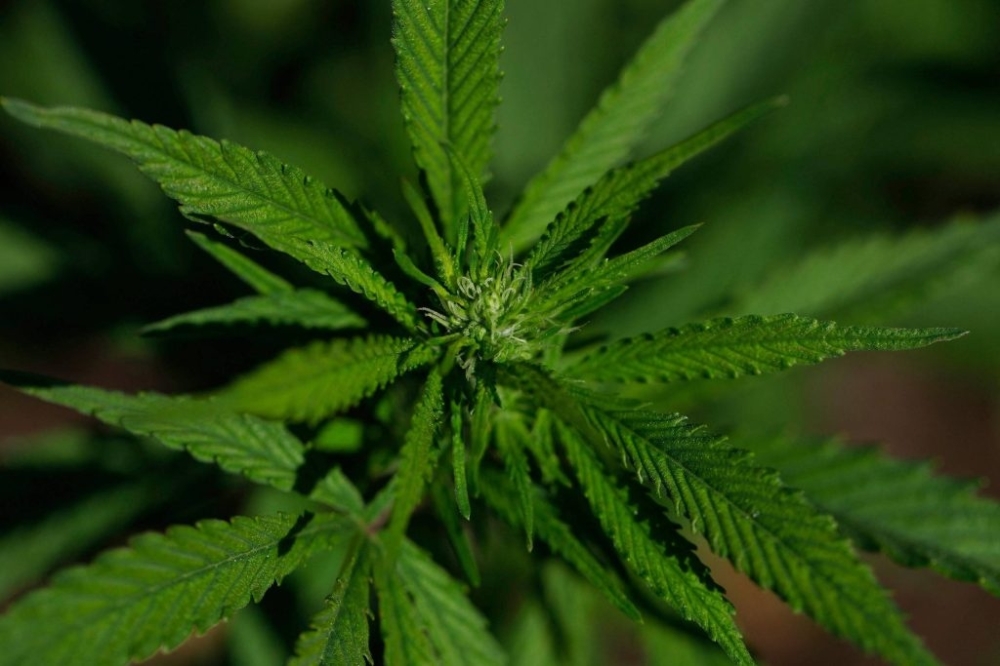 Cannabis: entenda a reclassificação pelo governo Trump 