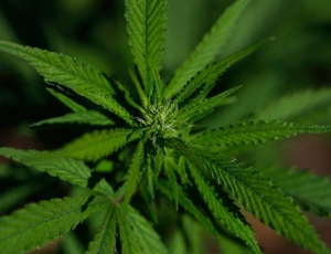 Cannabis: entenda a reclassificação pelo governo Trump 