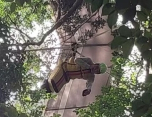 Piloto de asa-delta cai e fica preso em árvore no Jardim Botânico