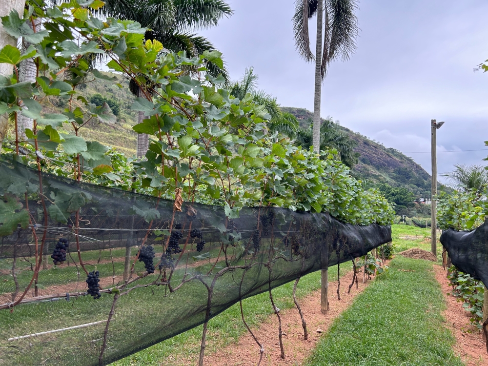 SEDIPAF e EMATER-RIO participam de congresso voltado ao fortalecimento da viticultura fluminense