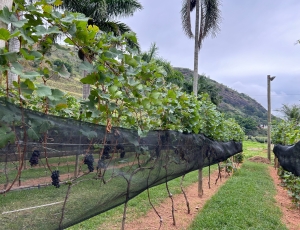 SEDIPAF e EMATER-RIO participam de congresso voltado ao fortalecimento da viticultura fluminense